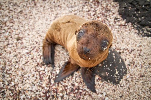 Baby sea lion in the Galapagos Islands staring at you photo