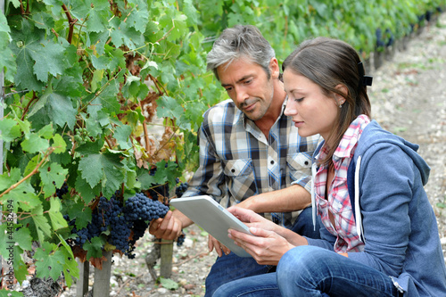 Tableau sur toile Winemarkers in vine rows checking grapes quality