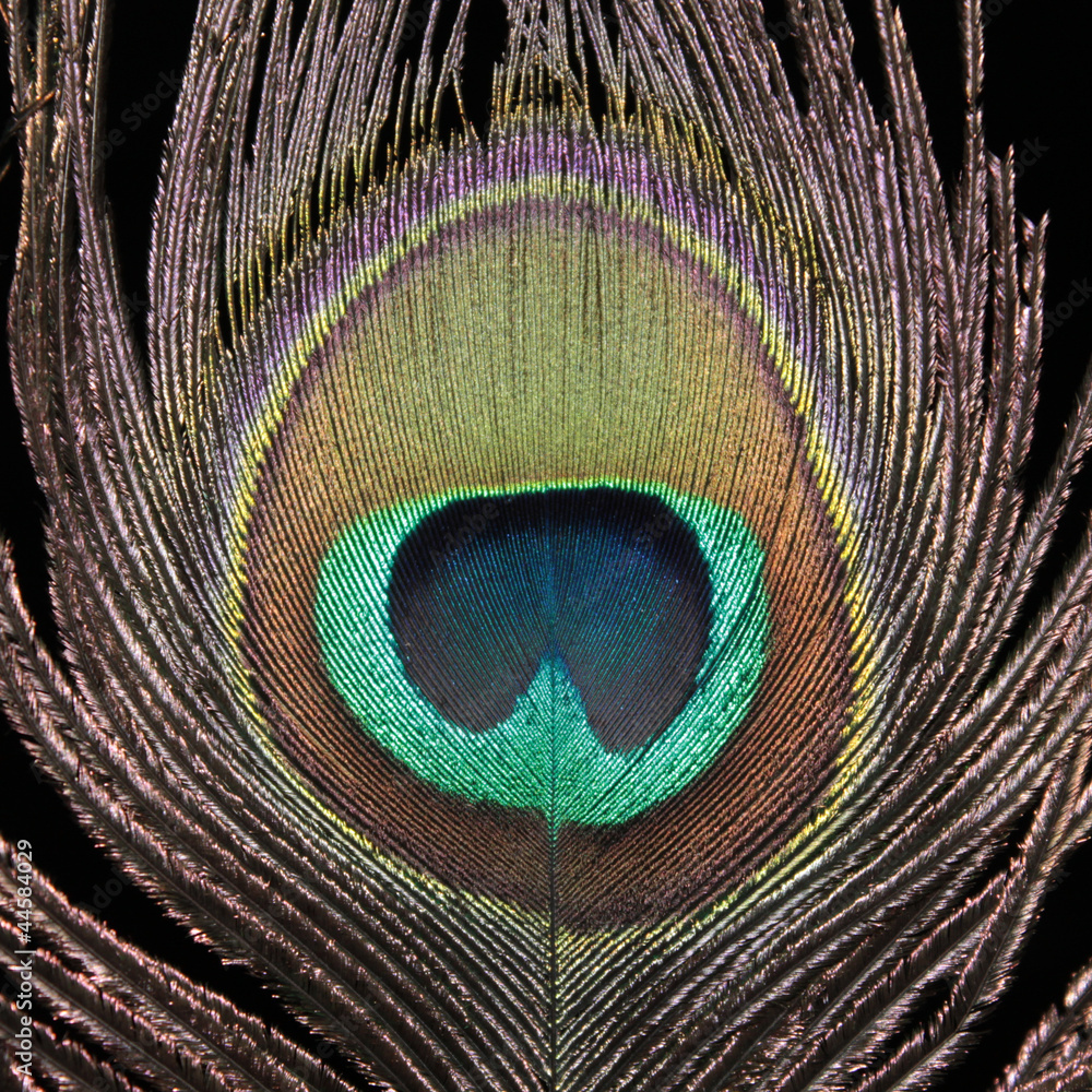 Obraz premium Peacock feather