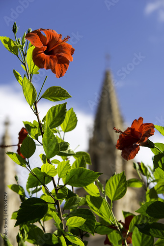 Flor roja abierta, Palma de Mallorca, Islas Baleares