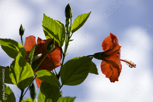 Flor roja abierta, Palma de Mallorca, Islas Baleares