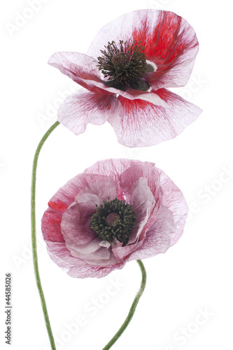 Fototapeta Naklejka Na Ścianę i Meble -  poppy