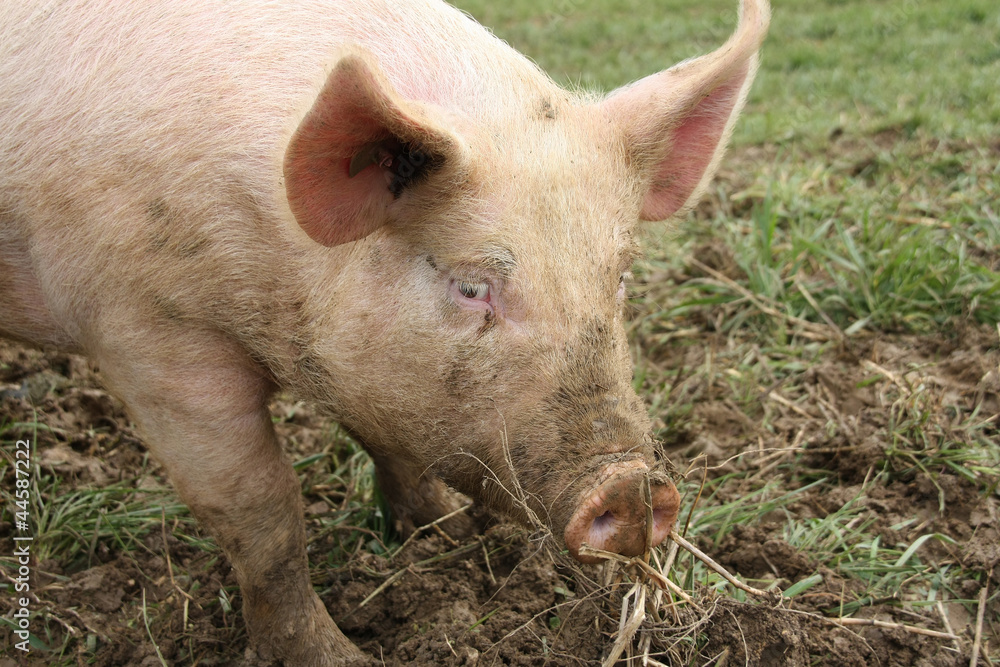 Farm animal - pig in field-grown raising Farm animal - pig in field-grown raising