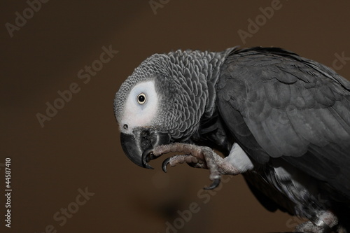 Pappagallo, pulizia zampe