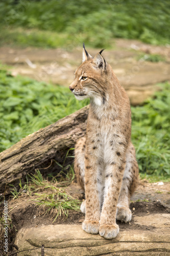 Lynx on Rock © davemhuntphoto