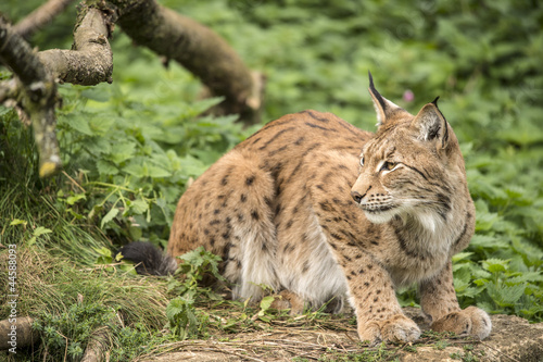Lynx Crouched on a Rock © davemhuntphoto
