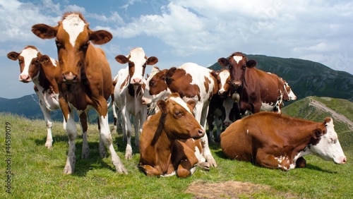 Tela group of cows (bos primigenius taurus) in alps on pasture