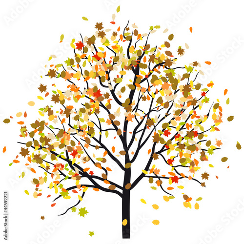 Autumn tree