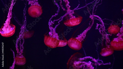 a lot of red jellyfish medusa in a black void