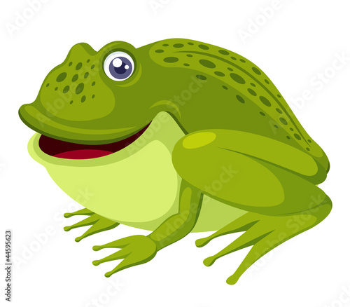 green frog isolated on white