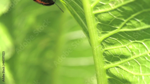 Red Cabbage Bug. mating. Eurydema ventralis photo