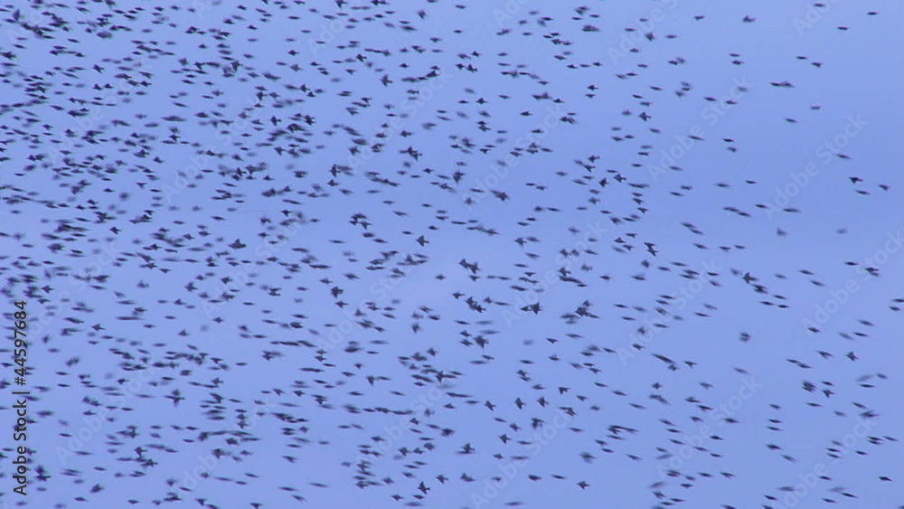 Flock of starlings looking for food Flock of starlings looking for food