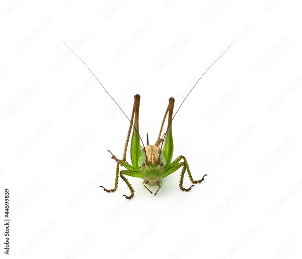 Portrait of a grasshopper Portrait of a grasshopper