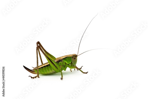 Grasshopper