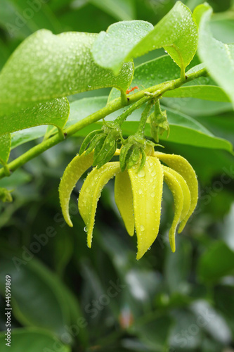 Fototapeta Naklejka Na Ścianę i Meble -  Ylang-Ylang Flowers (Cananga odorata (Lamk.) Hook.f. et Th.)
