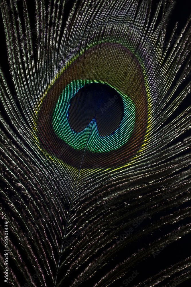 Obraz premium Eine Pfauenfeder