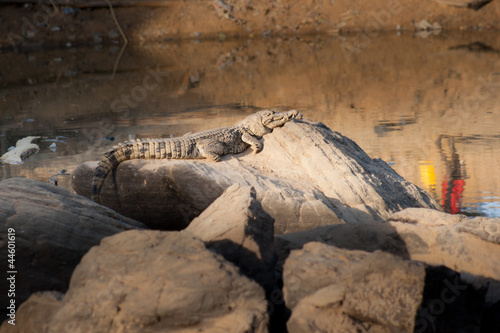 Crocodile waits for the moment propitious. photo