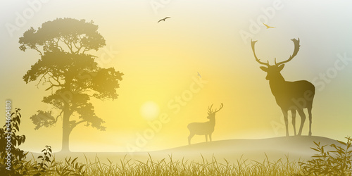 Male Stag Deer on a Misty Meadow with Sunset, Sunrise