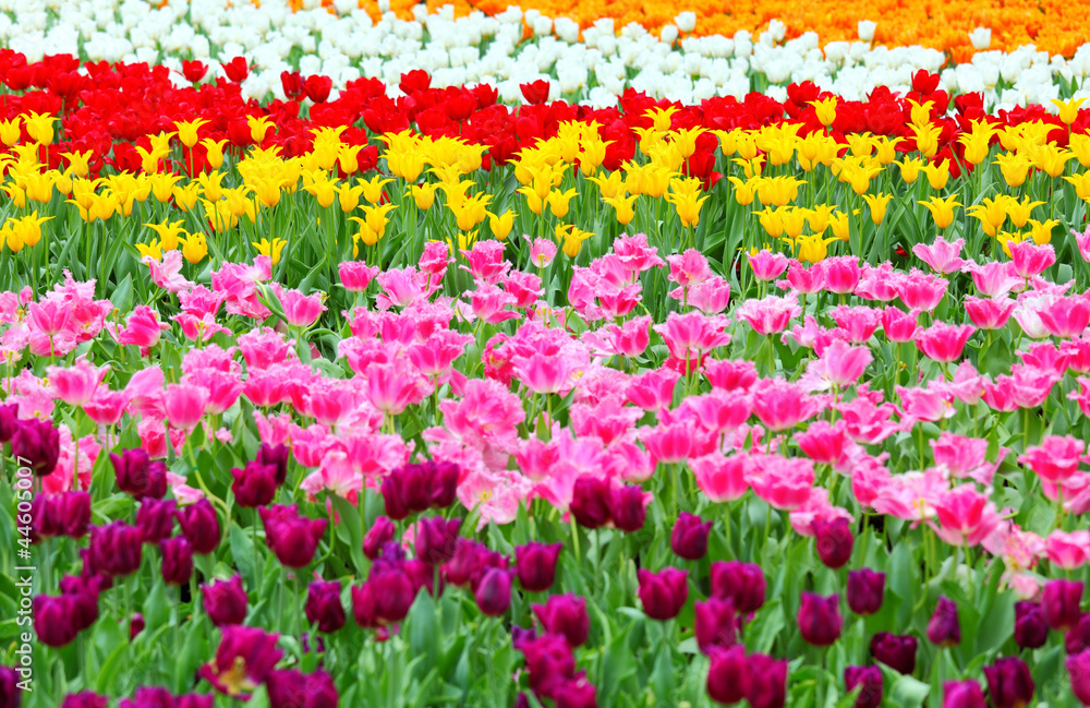 tulip in flower field tulip in flower field