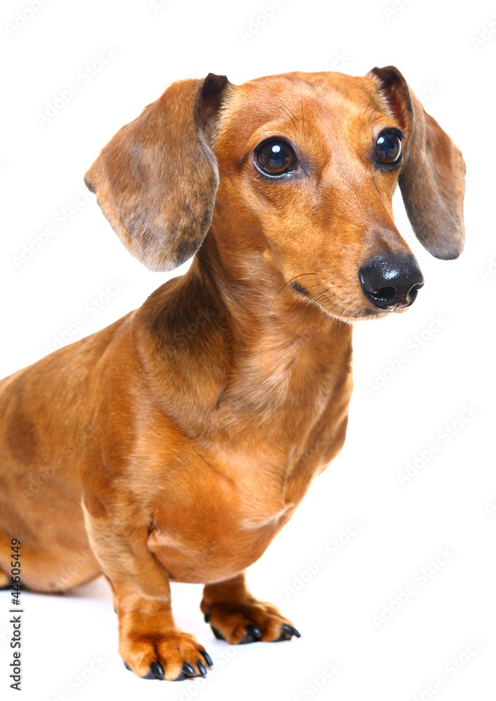 dachshund dog