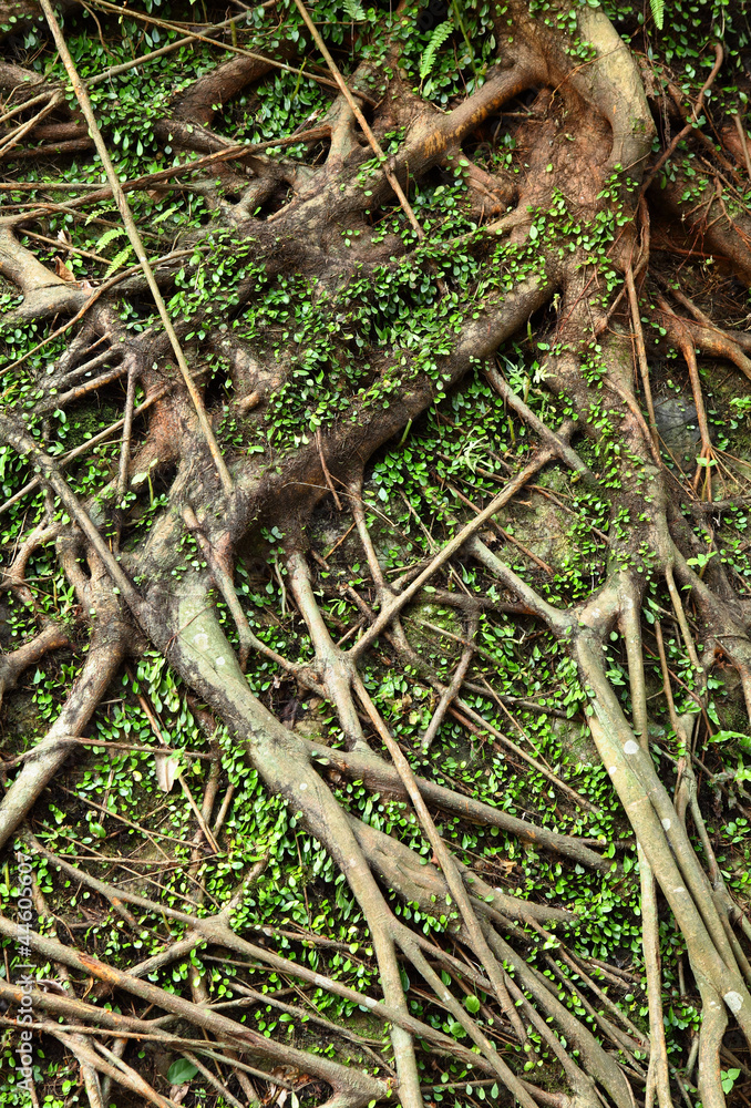 tree roots