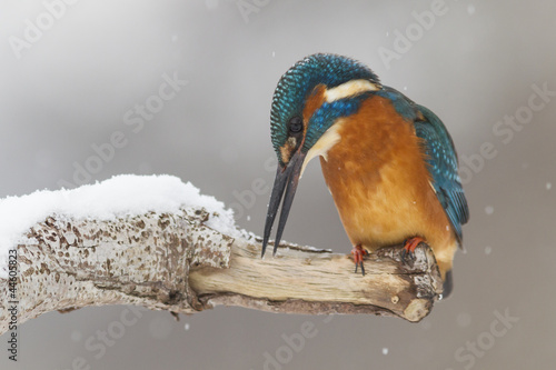 Eisvogel