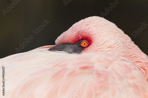 Foto Flamingo (Phoenicopteriformes, Phoenicopteridae)