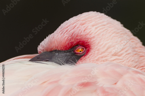 Foto Flamingo (Phoenicopteriformes, Phoenicopteridae)