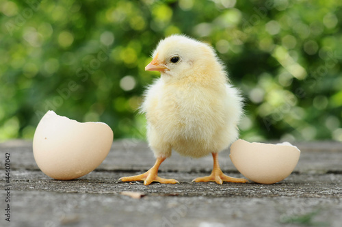 Fotografering Small chicks and egg shells