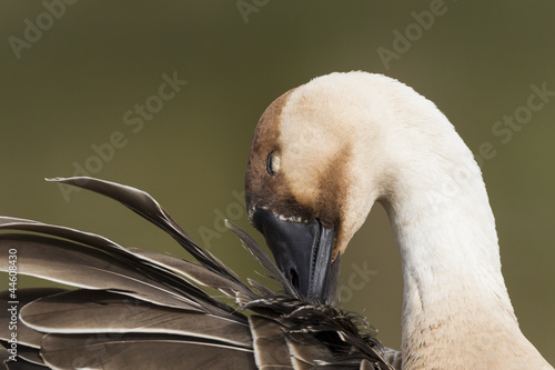 Schwanengans (Anser cygnoides) photo