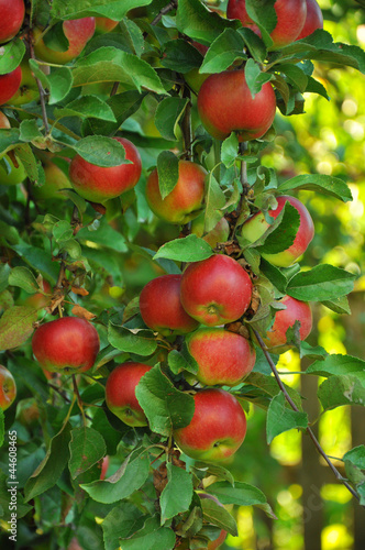 apples on a branch the red