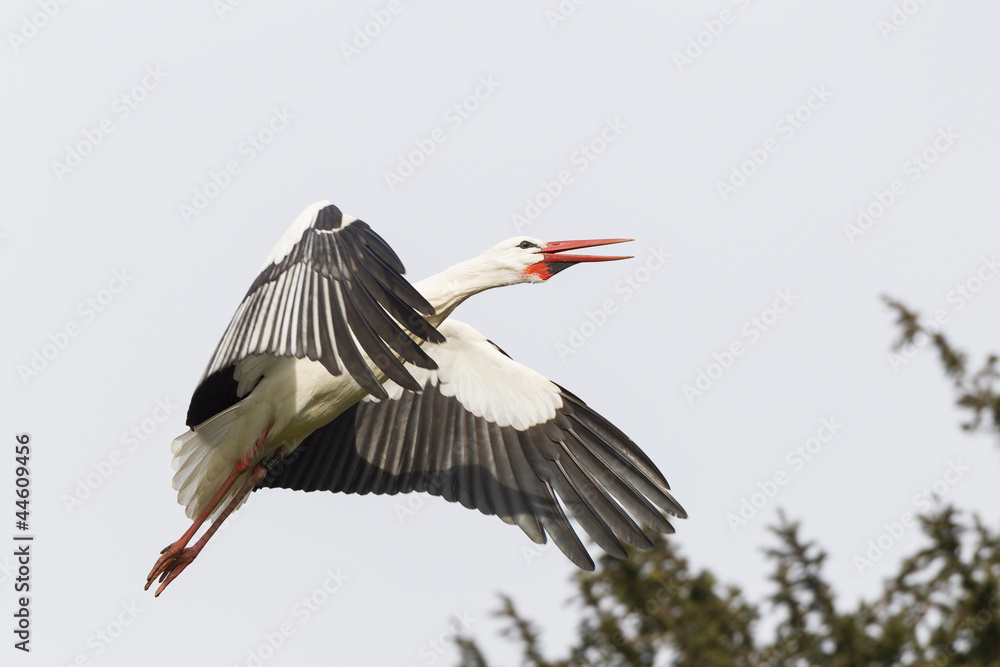 Fototapeta premium Weißstorch (Ciconia ciconia)