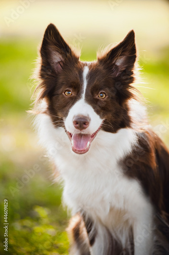 Fototapeta Naklejka Na Ścianę i Meble -  happy brown dog border collie