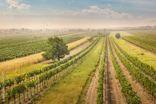 Canvas Print Vineyards landscape