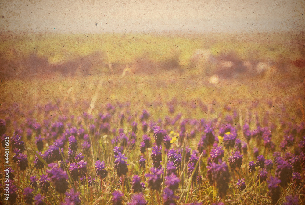 Fototapeta premium grunge image of a field