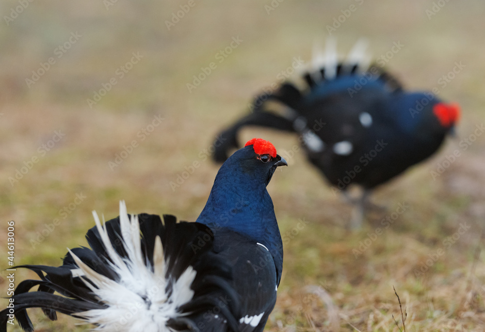 The Black Grouse or Blackgame (Tetrao tetrix). The Black Grouse or Blackgame (Tetrao tetrix).
