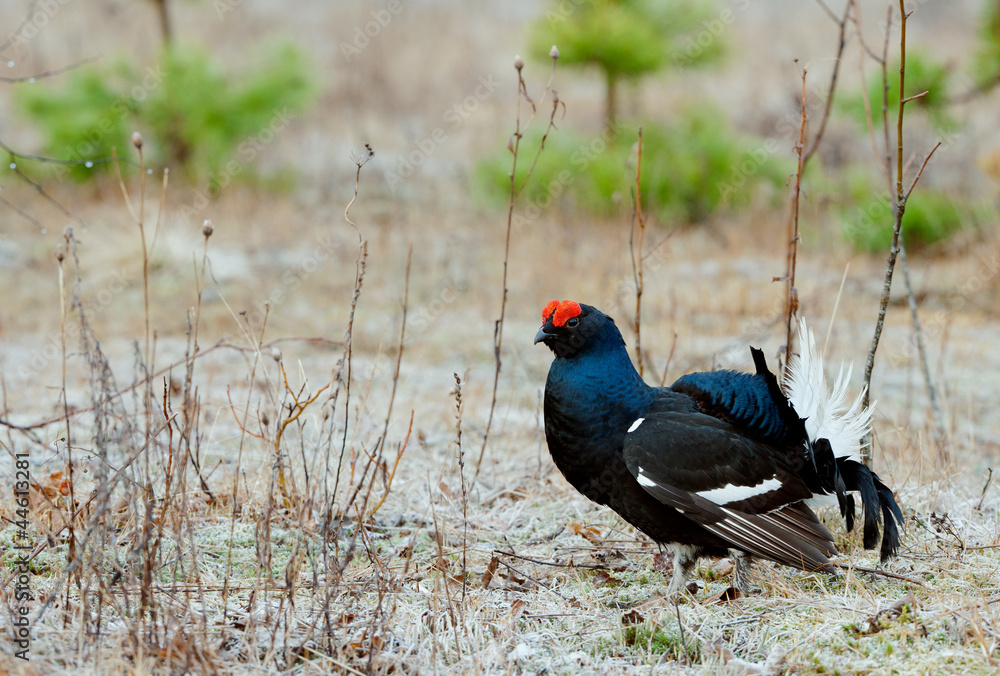 The Black Grouse or Blackgame (Tetrao tetrix). The Black Grouse or Blackgame (Tetrao tetrix).