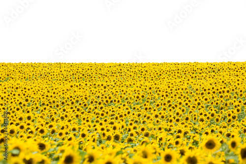 Sonnenblumenfeld