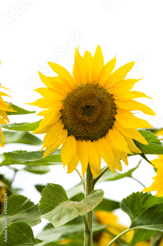 Sonnenblume