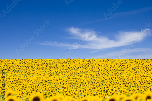 Fototapeta Naklejka Na Ścianę i Meble -  Sonnenblumenfeld mit blauem Himmel
