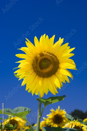 Fototapeta Naklejka Na Ścianę i Meble -  Sonnenblume vor blauem Himmel