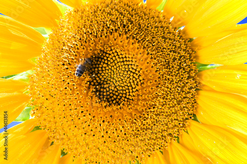 Sonnenblume mit Biene