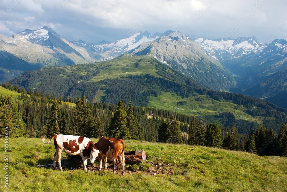 group of cows in alps on pasture