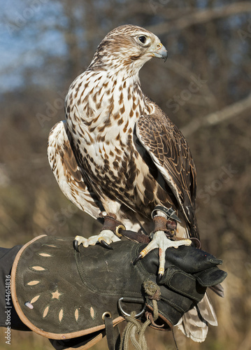 Natur, Saker Falke