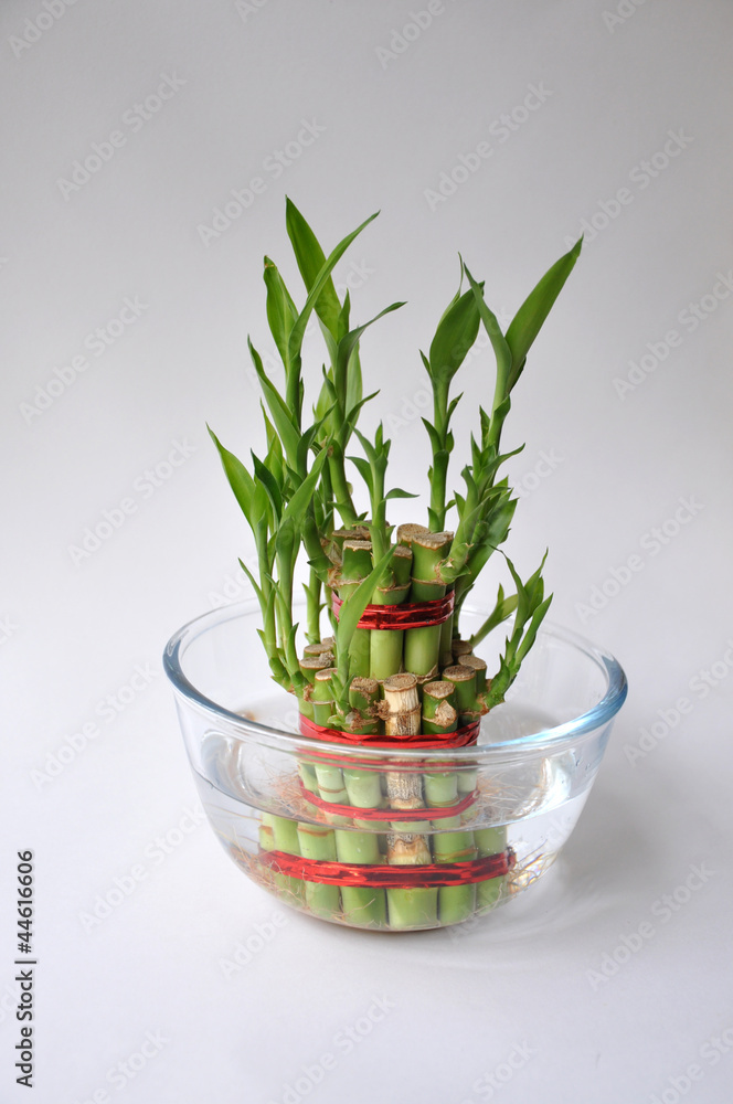 Fototapeta premium Bamboo-good luck plant one
