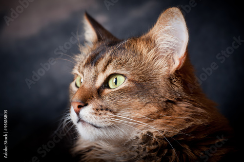 Somali cat on dark background