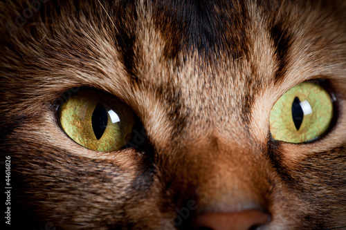 Somali cat eyes