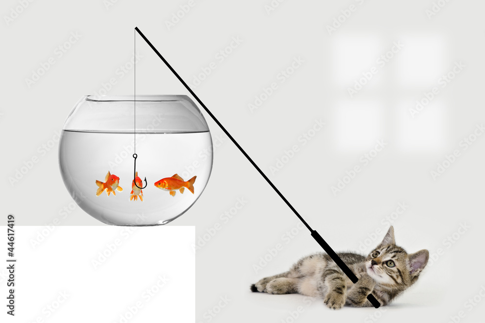 Katze angelt im Goldfischglas Stock-Foto | Adobe Stock