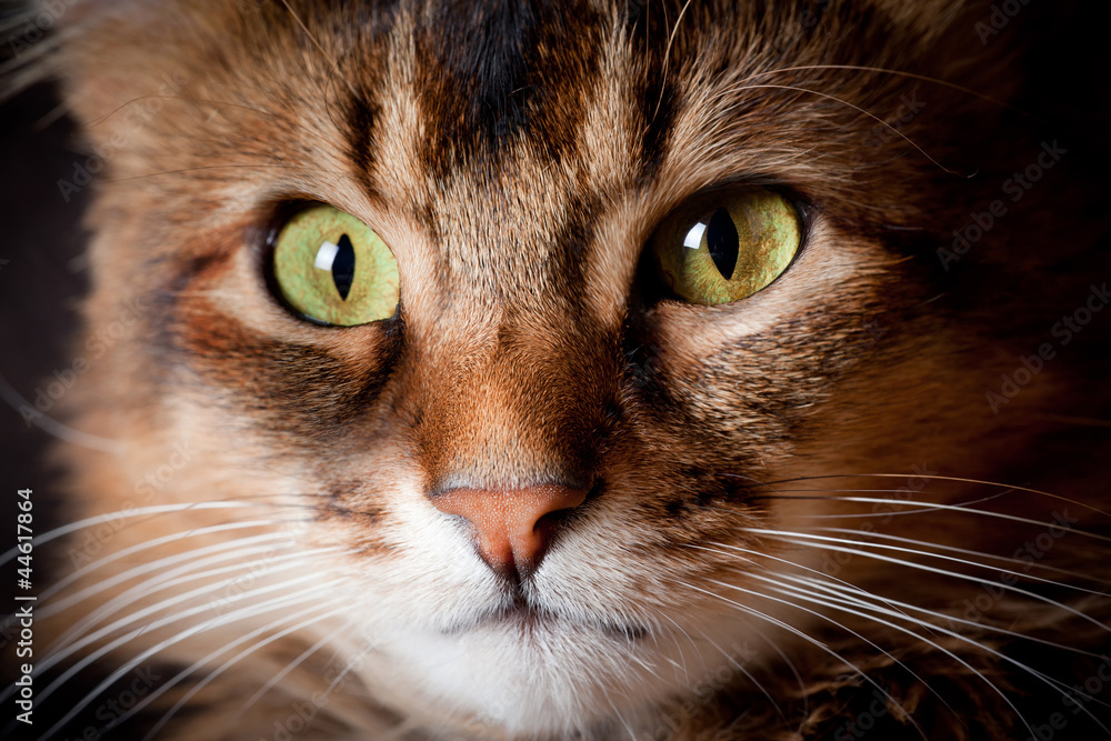 Fototapeta premium Somali cat close up