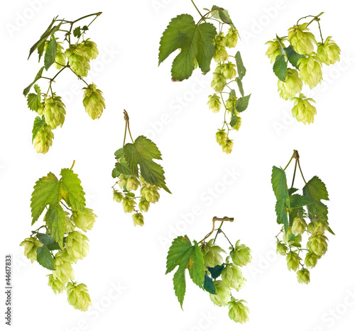 set of hops.
